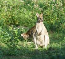 Image of Agile Wallaby