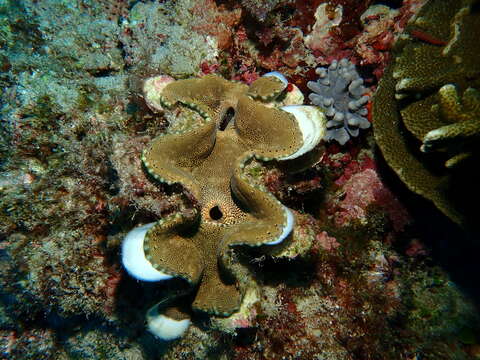 Image of Fluted Clam