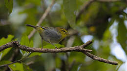 Image of Yellow-throated Warbler