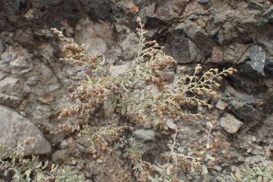 Image of Artemisia thuscula Cav.