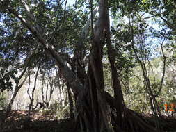 Ficus cotinifolia Kunth的圖片