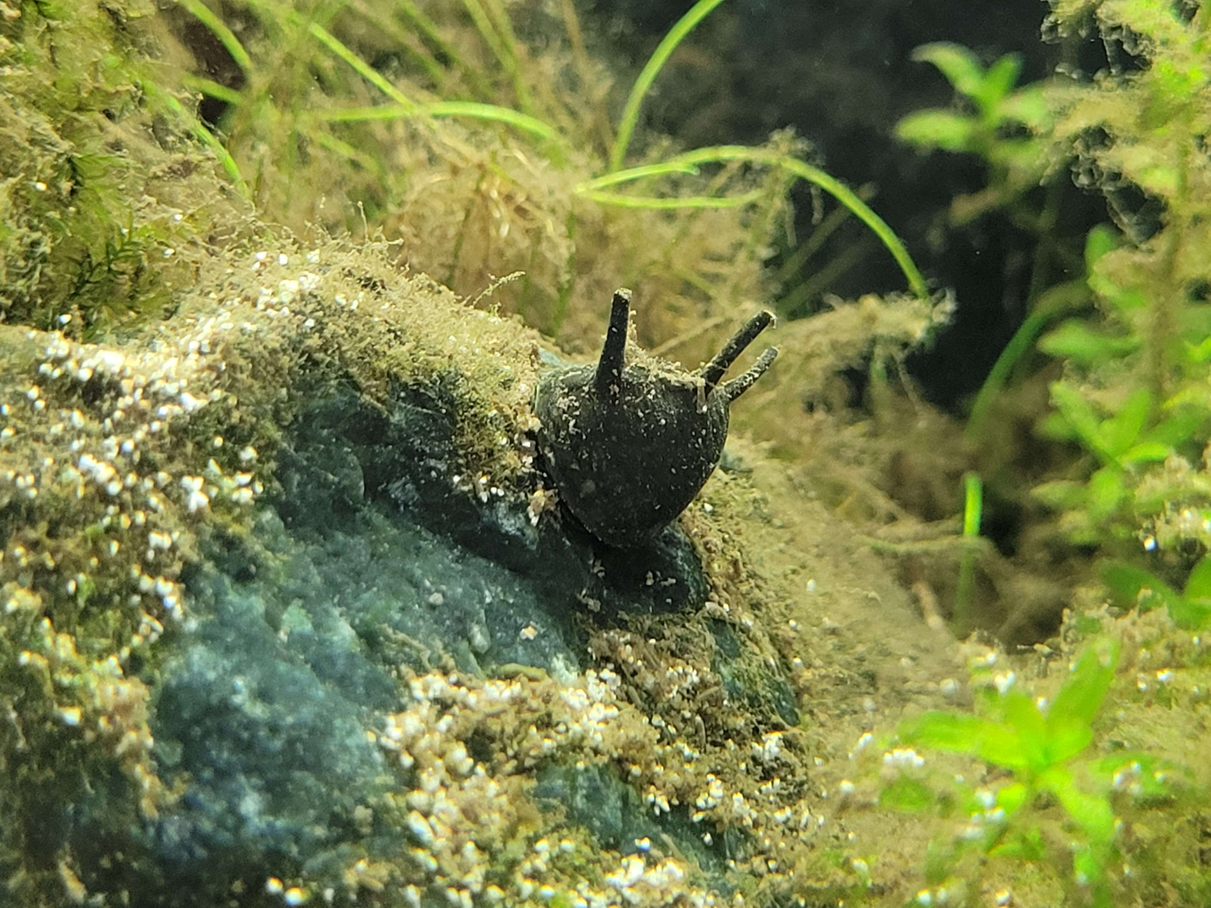 Image of horned nerite