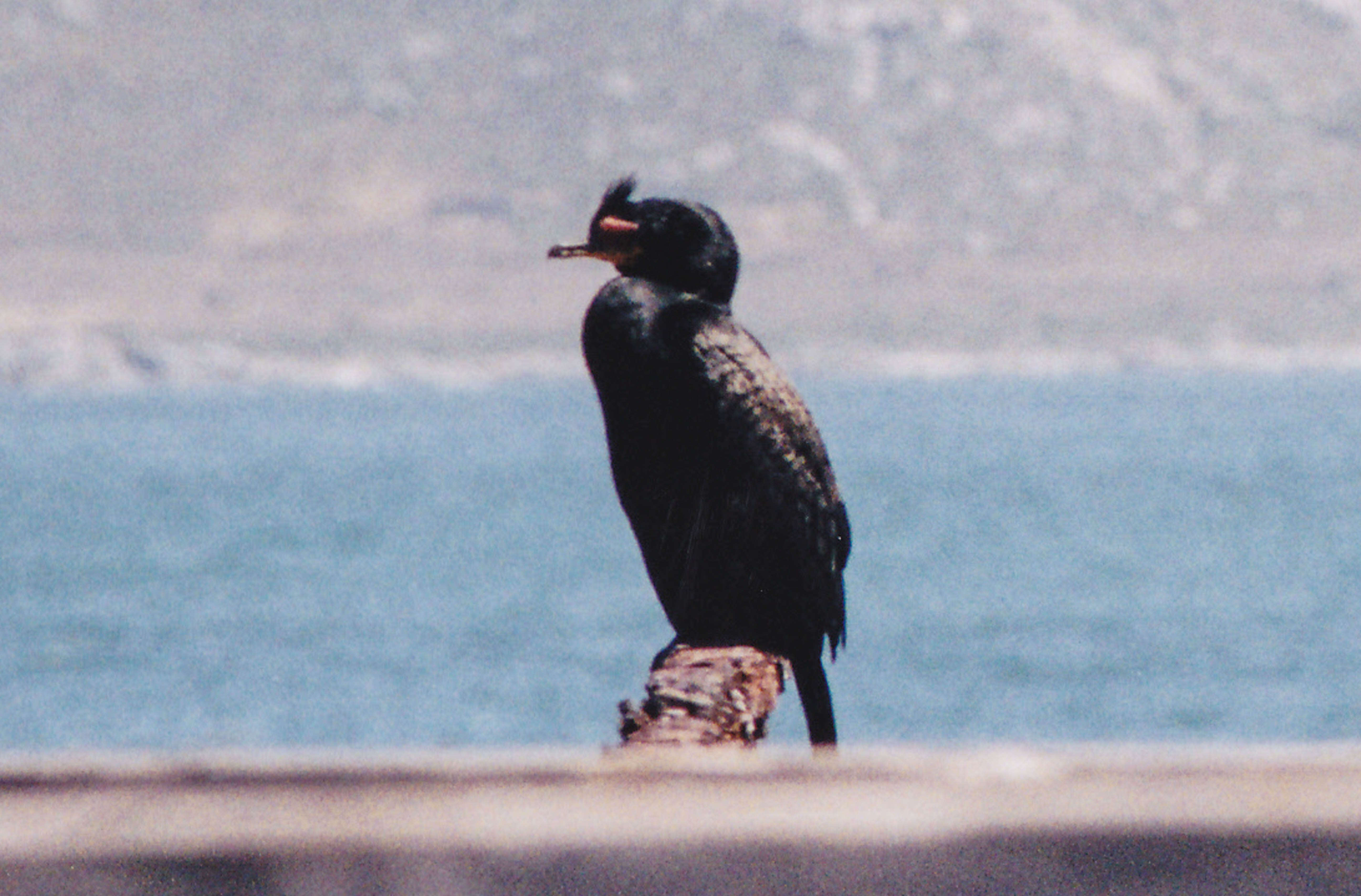 Image of Crowned Cormorant