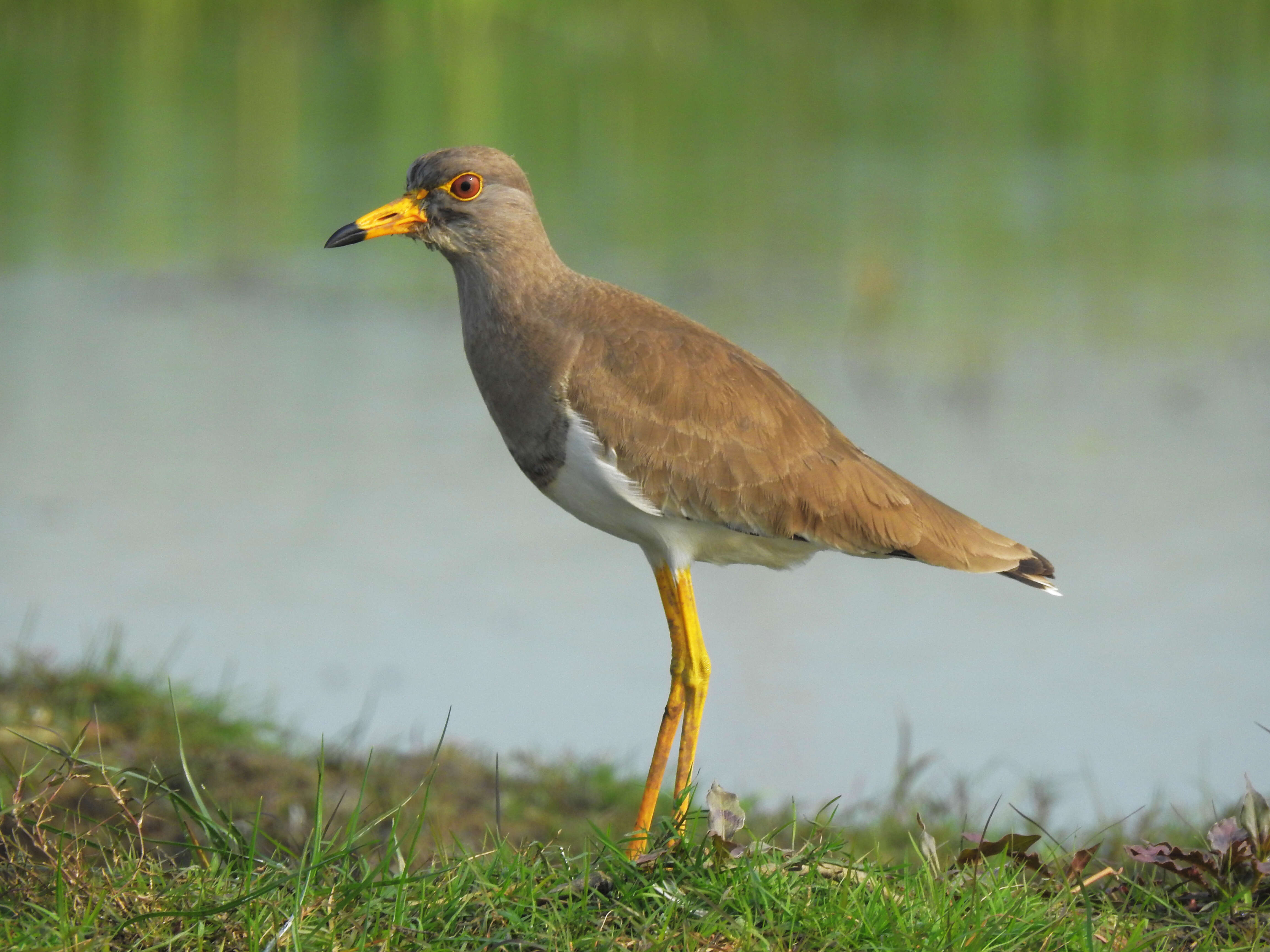 Image of Grey-headed Lapwing