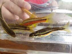 Image of Northern Redbelly Dace