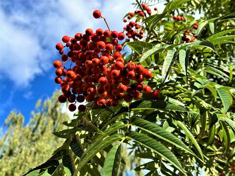 Image of Sorbus commixta var. ulleungensis (Chin S. Chang) M. Kim