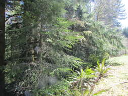 Image of Cascade Fir