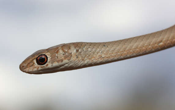 Image of Psammophis brevirostris Peters 1881