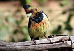 Image of Crested Barbet