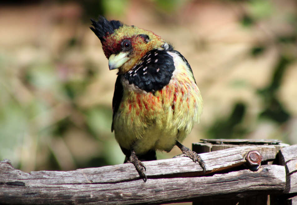 Image of Crested Barbet