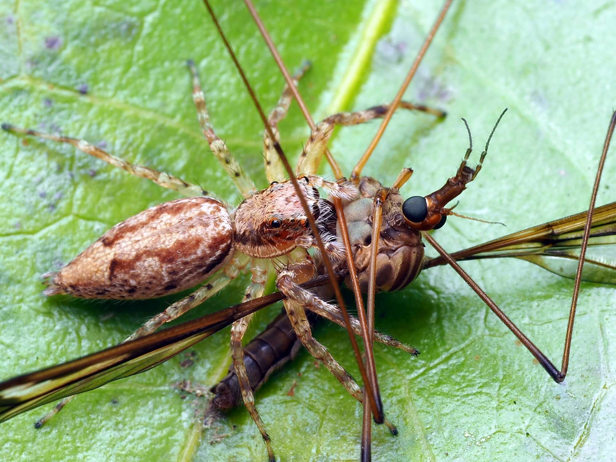 Plancia ëd Helpis minitabunda (L. Koch 1880)