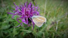 Image of Polyommatus damon