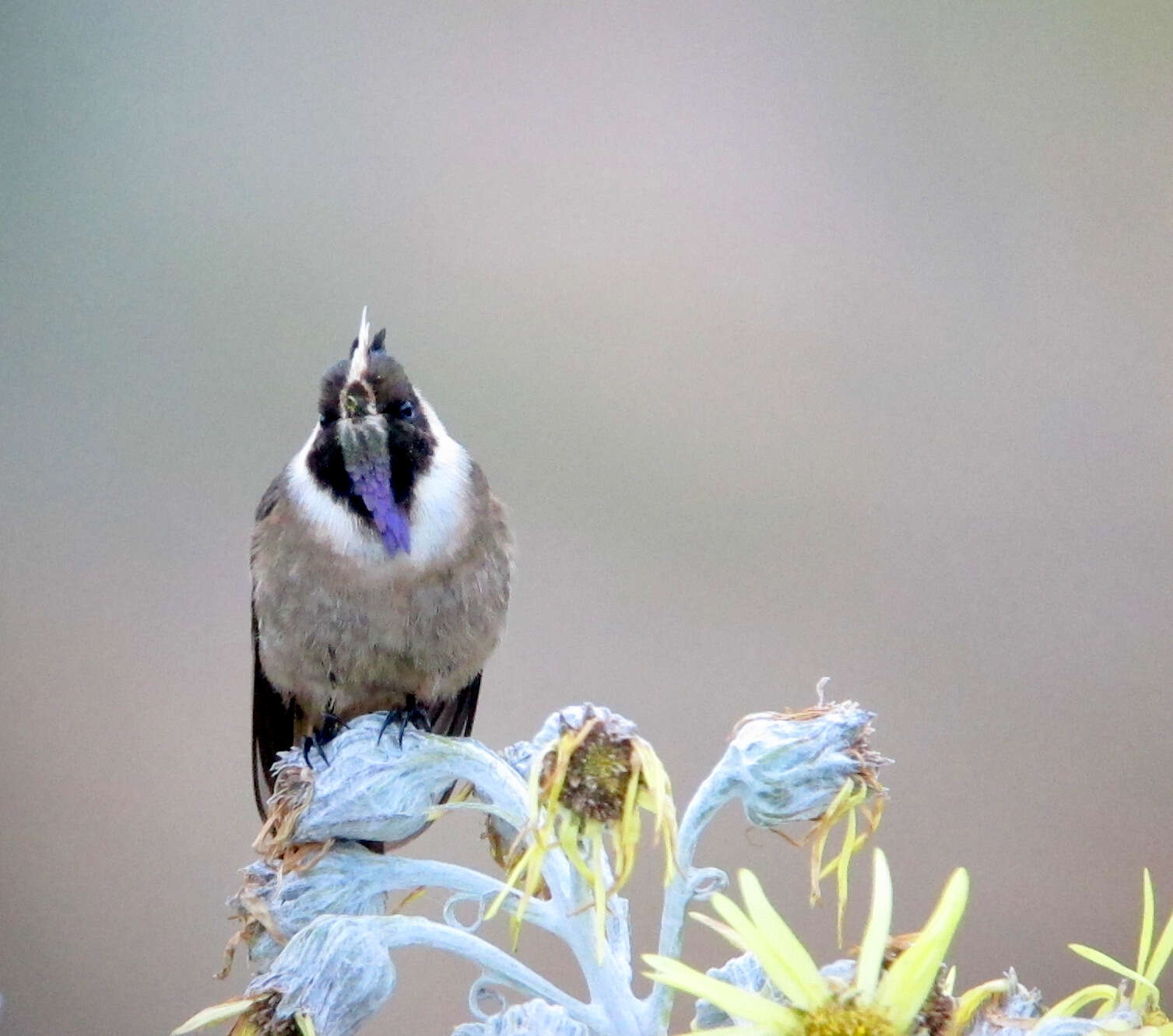 صورة Oxypogon stuebelii Meyer & AB 1884