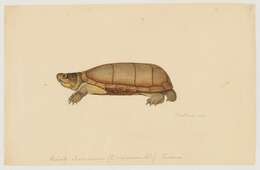 Image of mud turtle