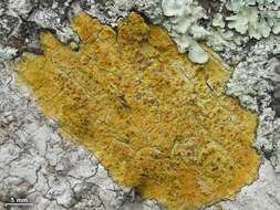 Image of wart lichen