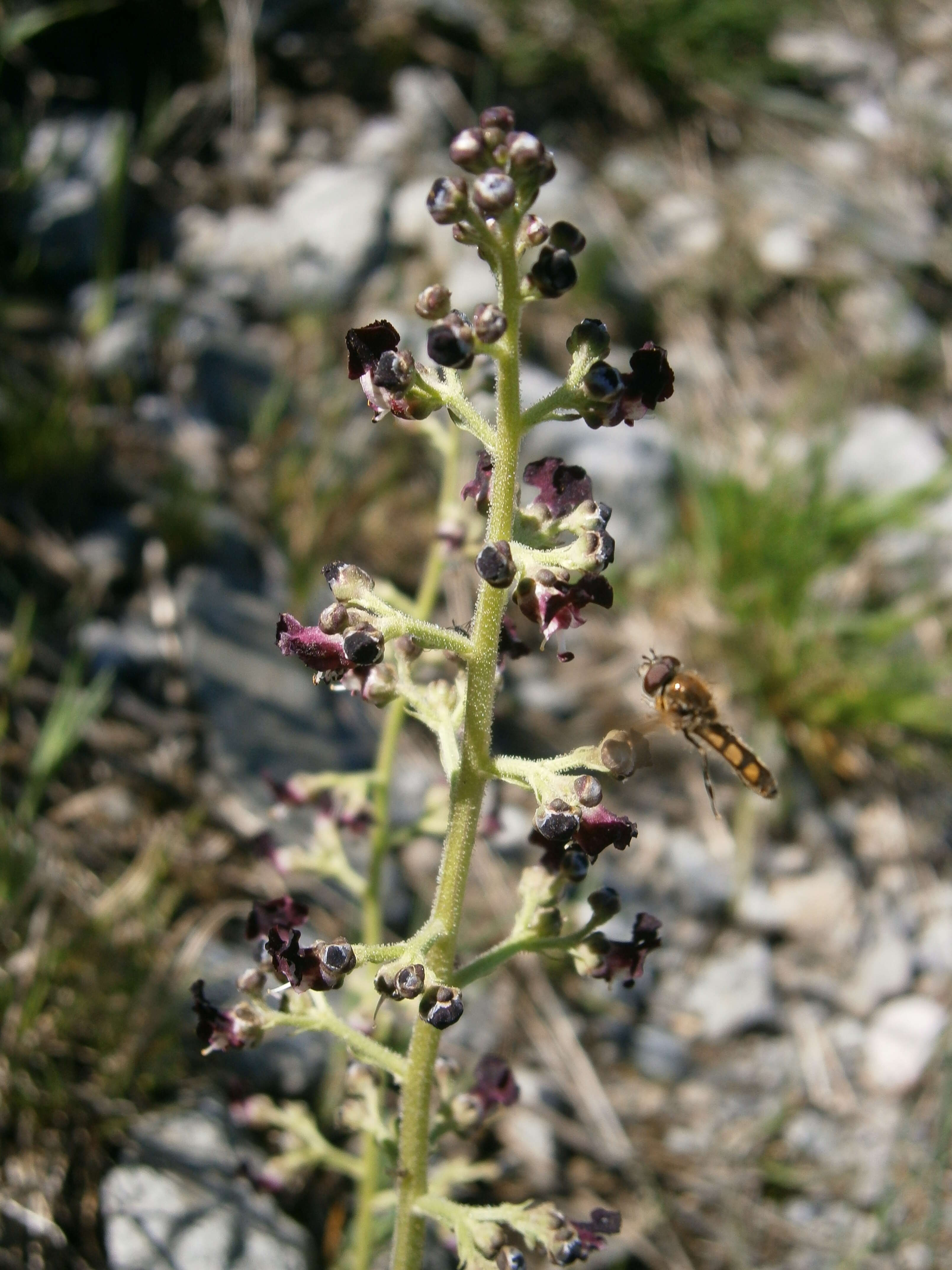 Scrophularia canina L. resmi