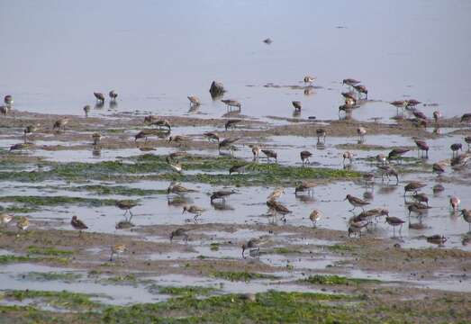 Image of Western Sandpiper