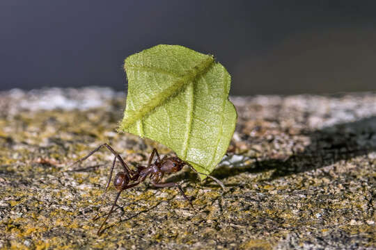 Image of Leaf-cutter ant