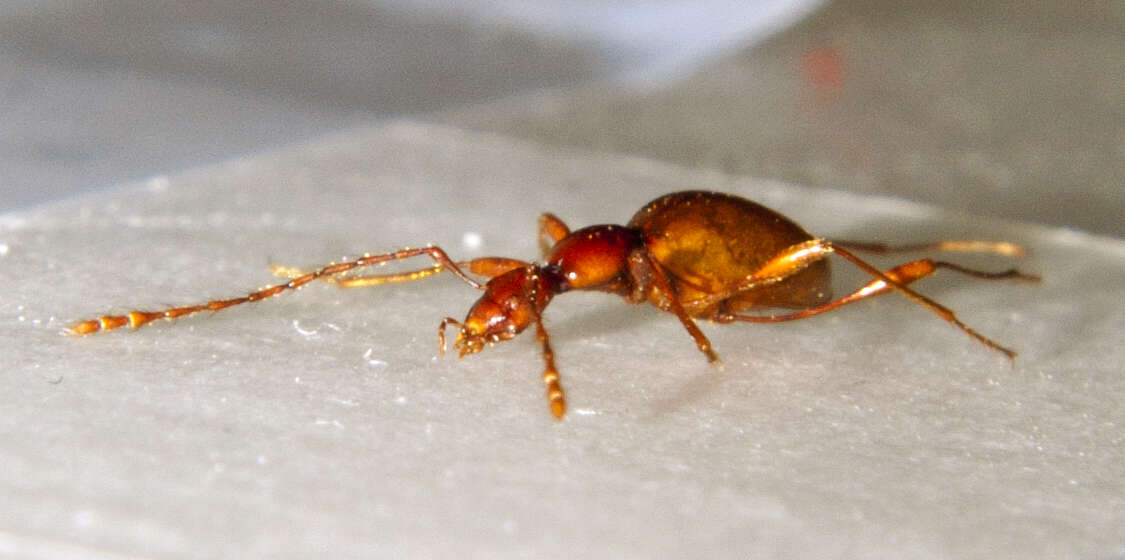 Image of Blind Cave Beetle