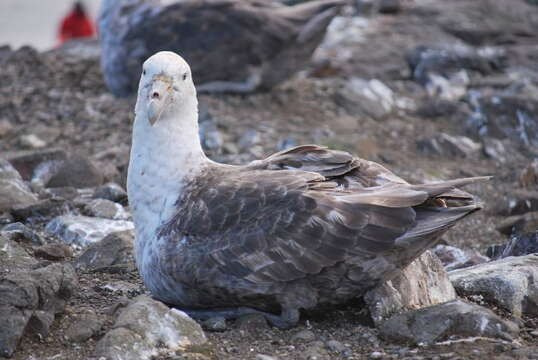 Image of Antarctic Giant-Petrel