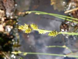 Image of Gray Bog Sedge