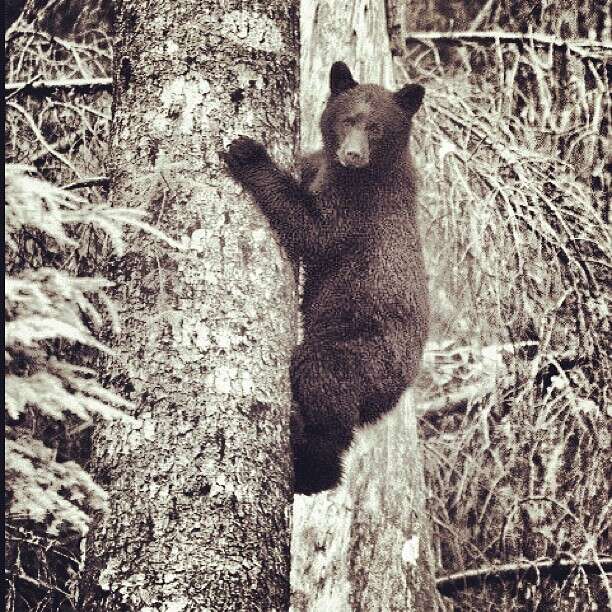 Image of American Black Bear