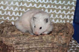 Image of hamsters