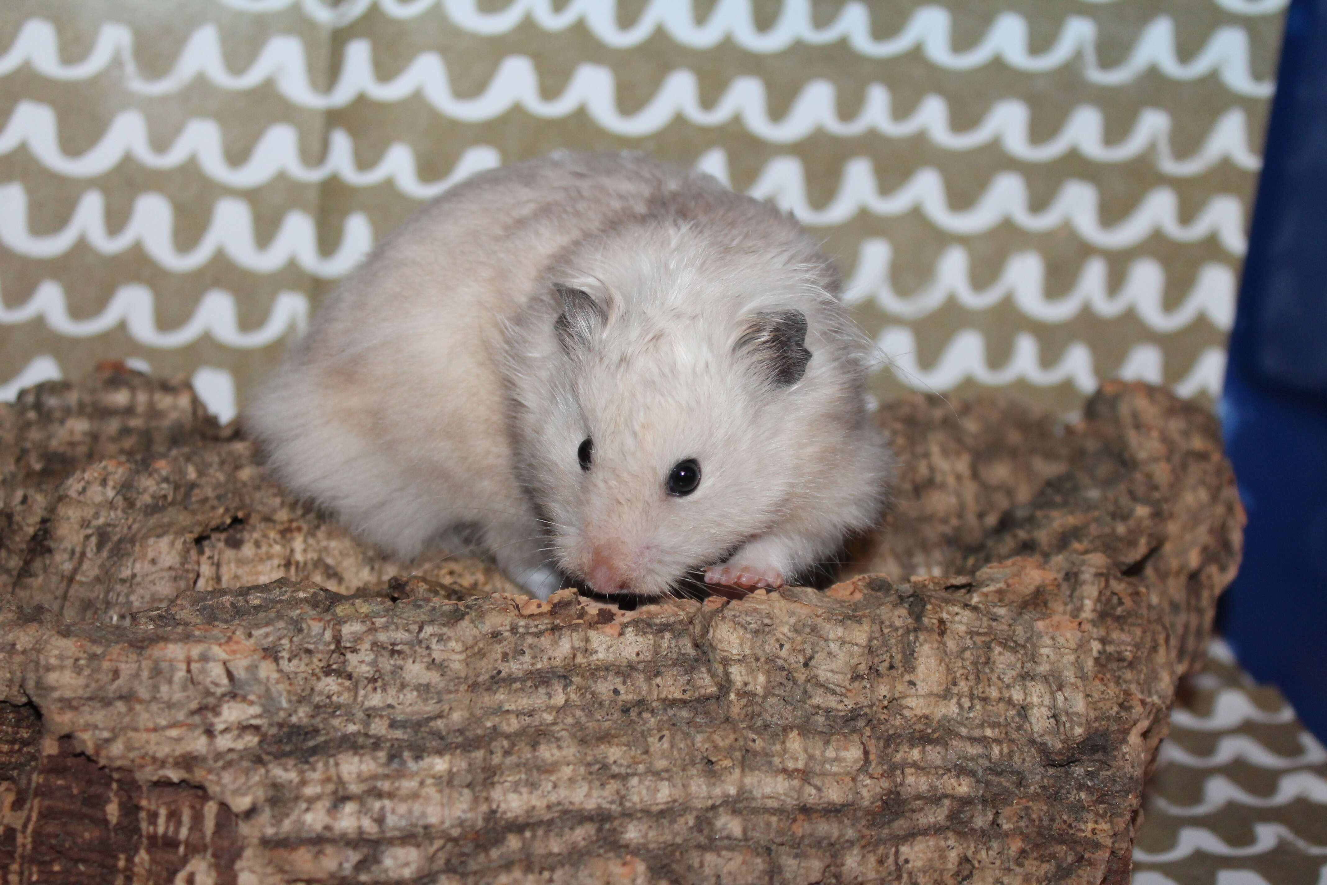 Image of hamsters