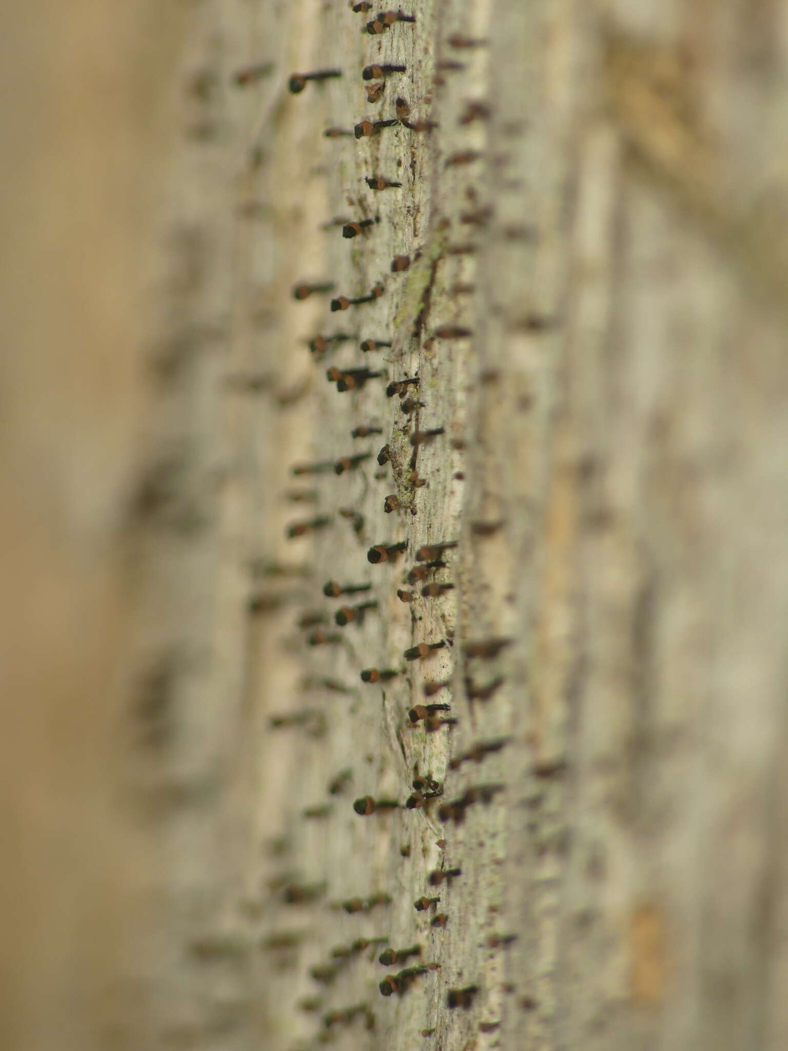 Image of Spike lichen;   Rusted stubble