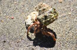 Image of Caribbean hermit crab