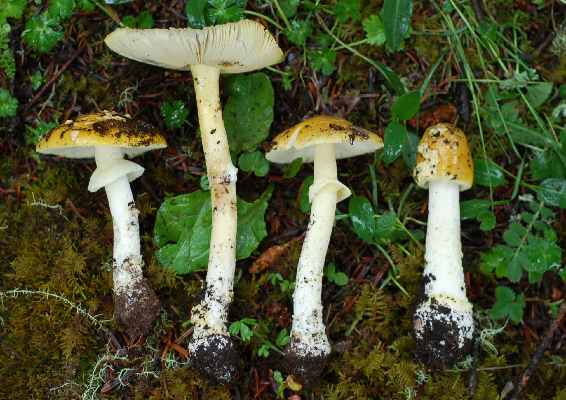 Image of Amanita flavipes S. Imai 1933