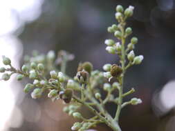 Image of threeleaf soapberry