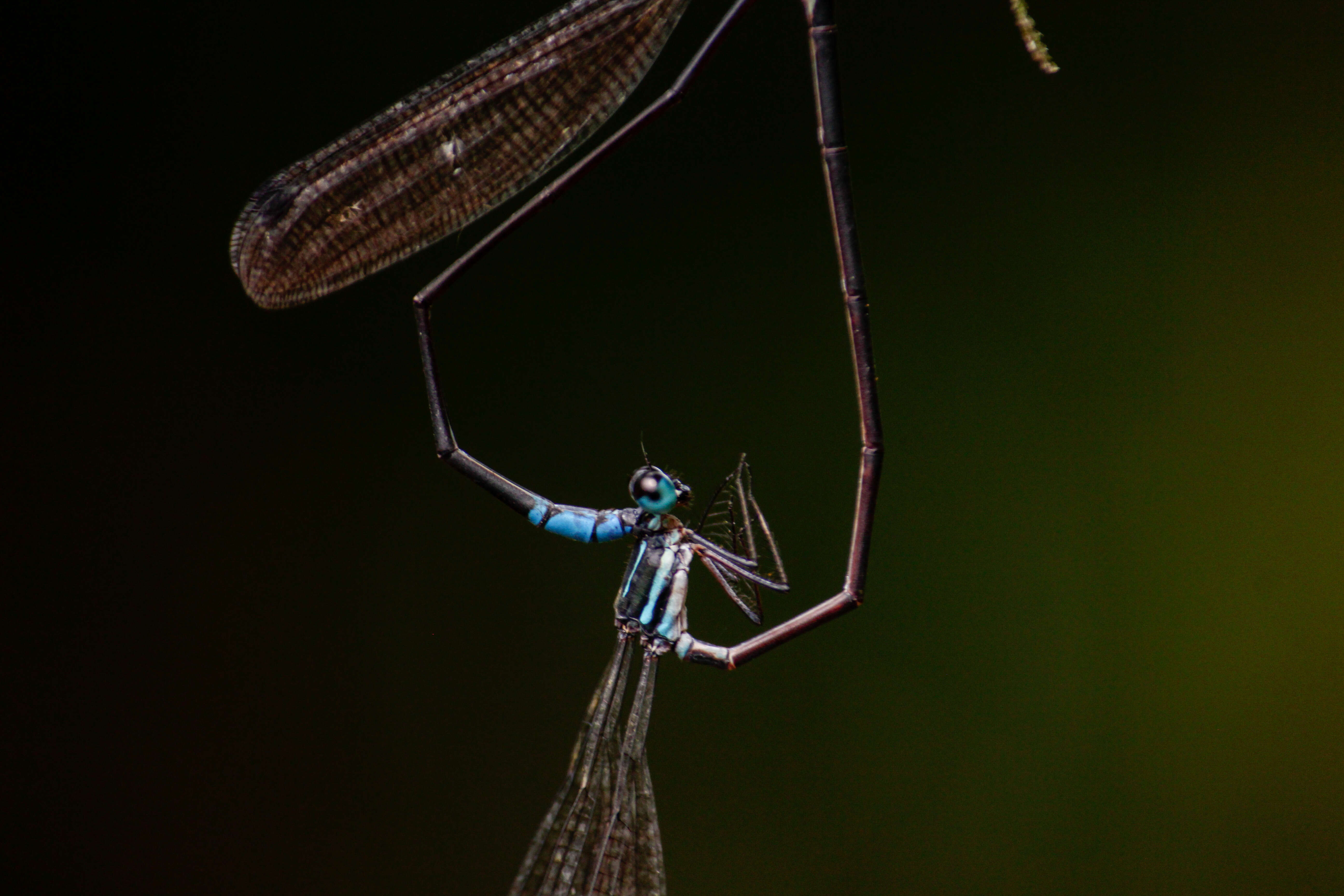 Image of Phylloneura westermanni (Hagen ex Selys 1860)