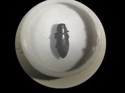 Image of Jewel beetle