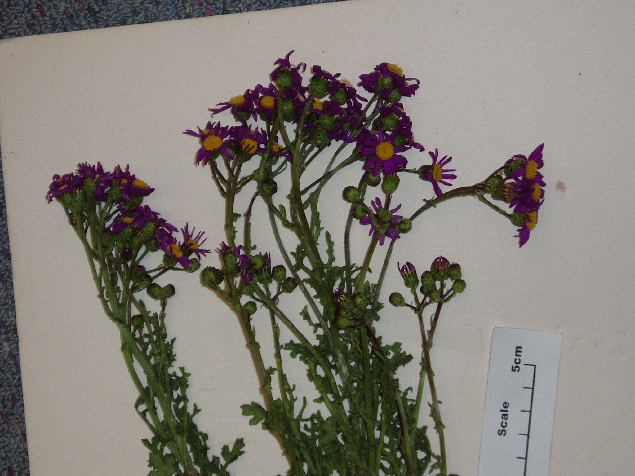 Image of redpurple ragwort