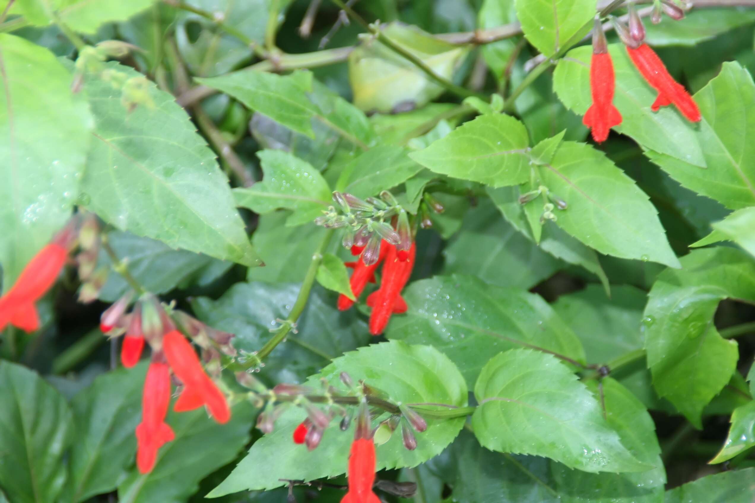 Image of Belize sage