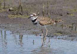 Image of Killdeer