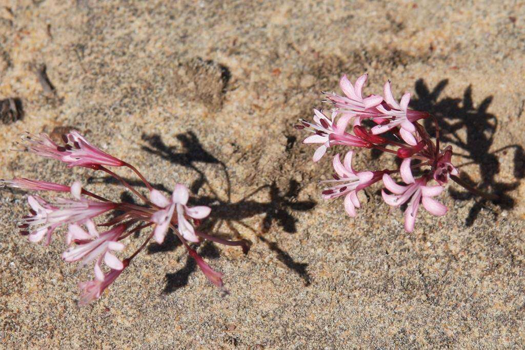 Image of Strumaria watermeyeri L. Bolus