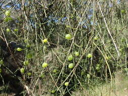 Image of Leptomeria acida R. Br.