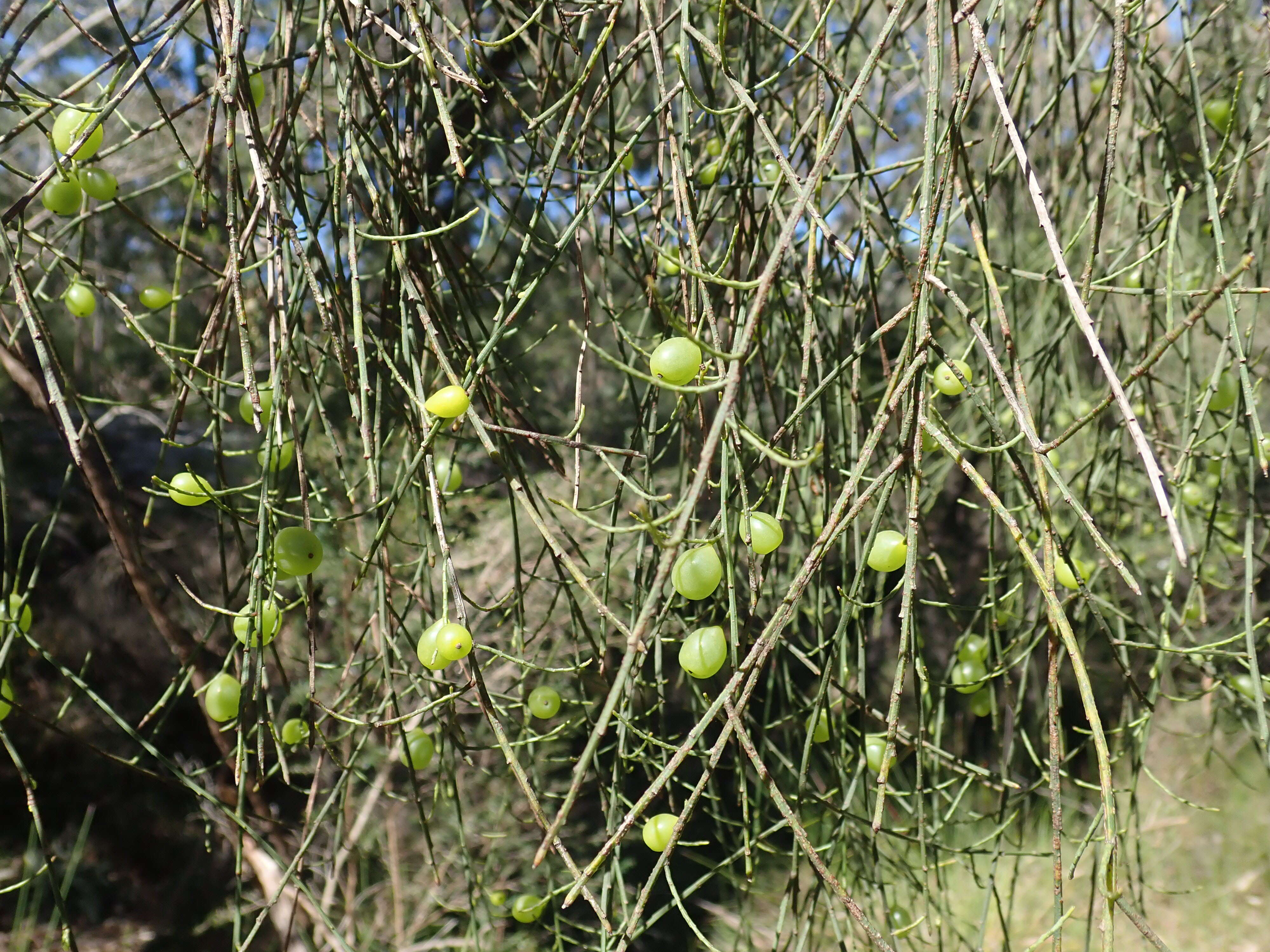 Image of Leptomeria acida R. Br.