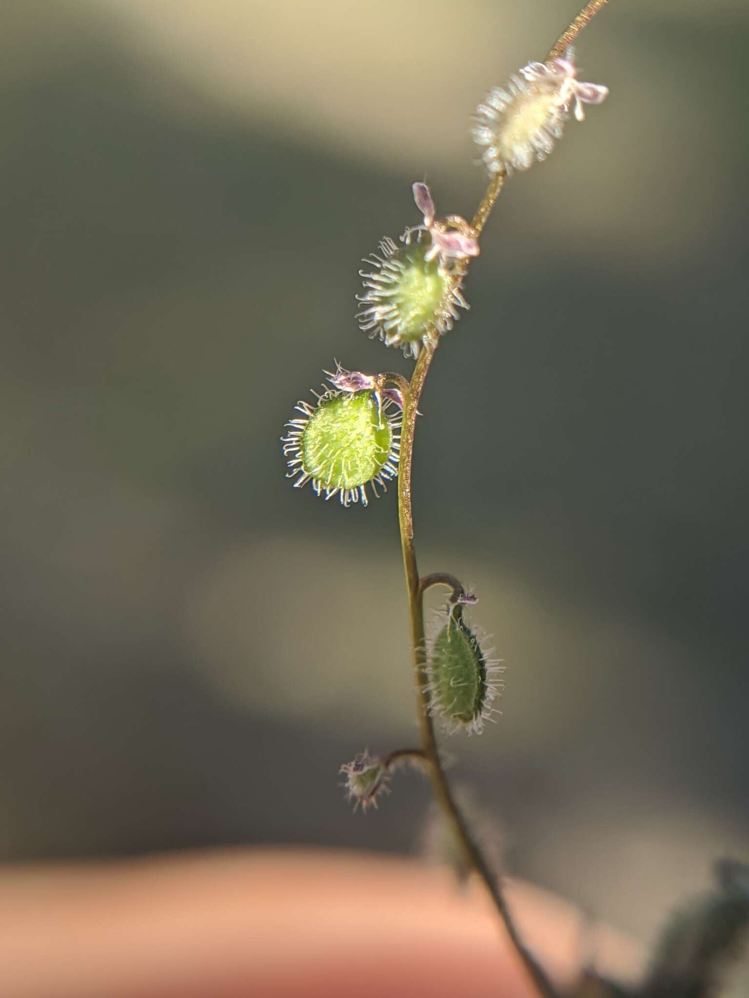 Image of sandweed