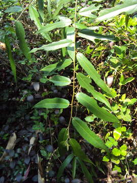 Image of Ficus heterophylla L. fil.