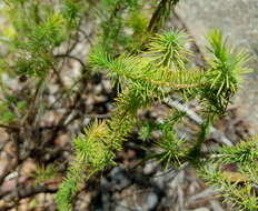 Image of Darwinia acerosa W. Fitzg.