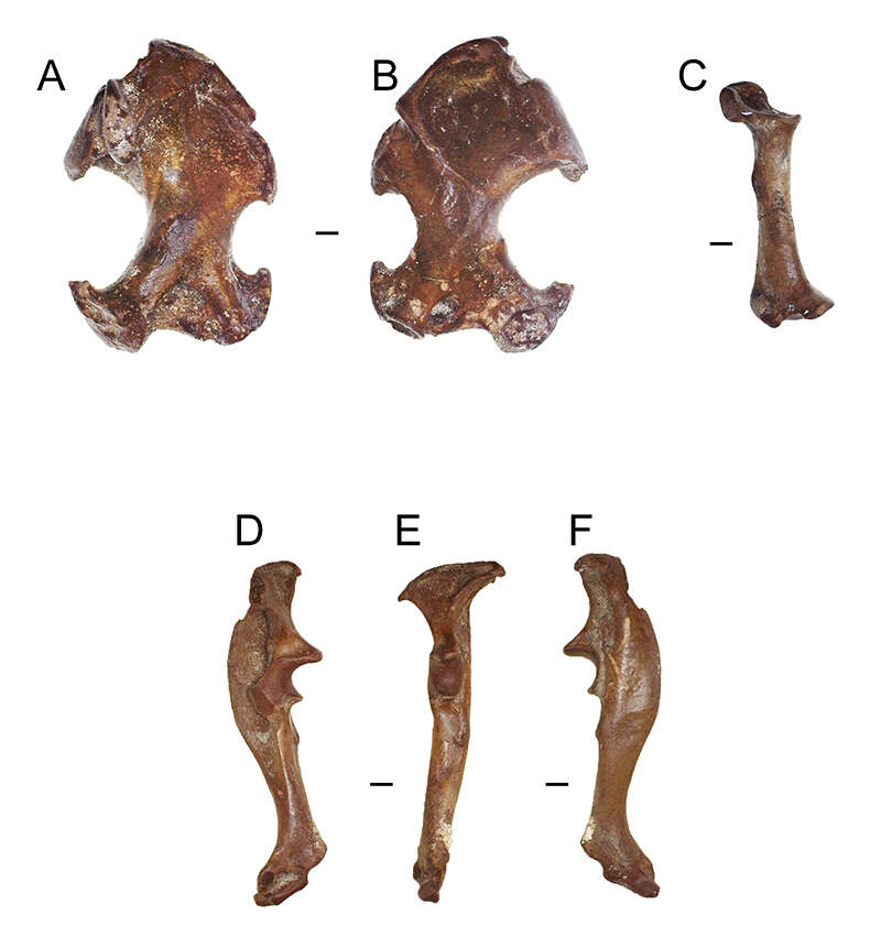 Image of Parascalops True 1894