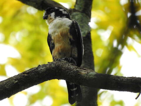 Image of Black-thighed Falconet