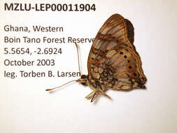 Image of Junonia sophia Fabricius 1793