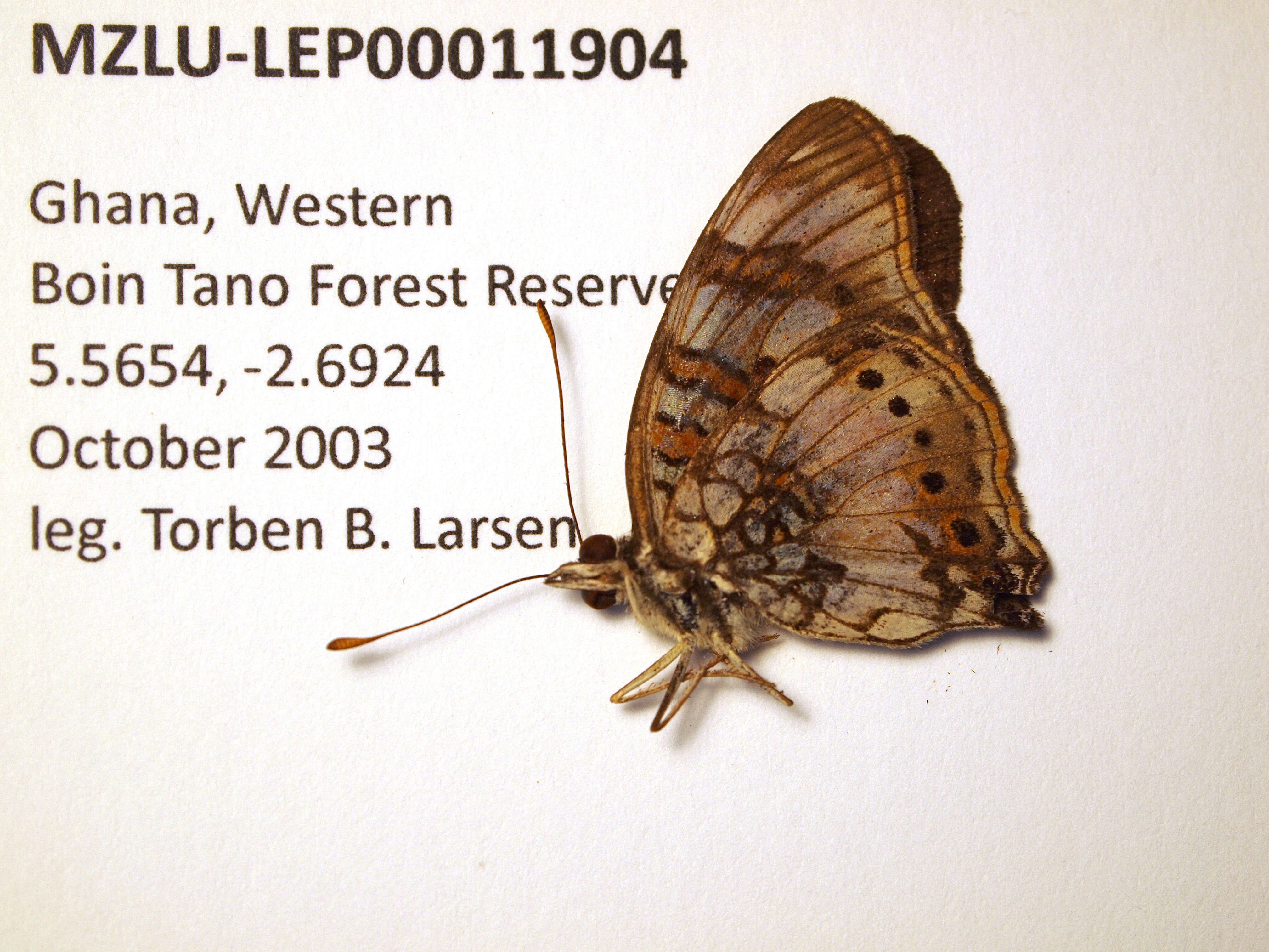 Image of Junonia sophia Fabricius 1793