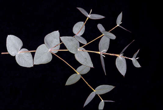 Image of Eucalyptus kochii subsp. borealis (C. A. Gardner) D. Nicolle