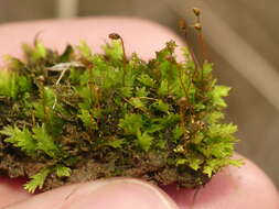 Image of fissidens moss