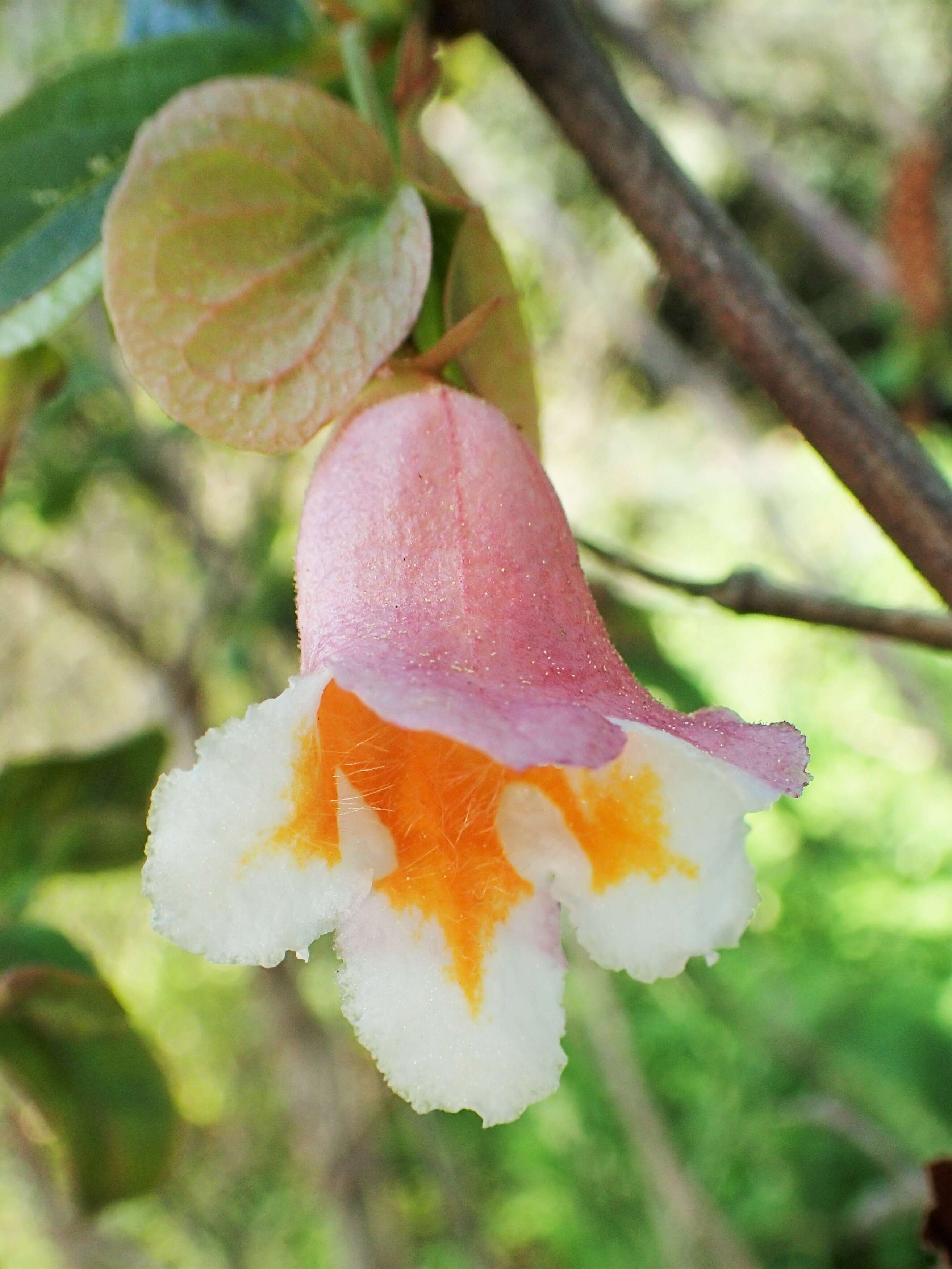 Imagem de Dipelta yunnanensis Franch.